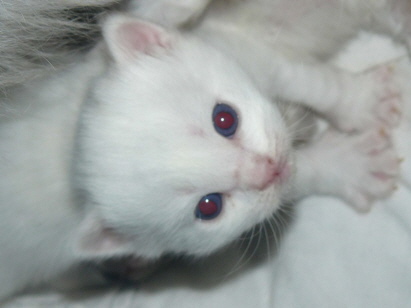Kimba