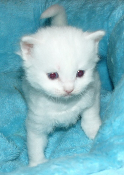 Kimba