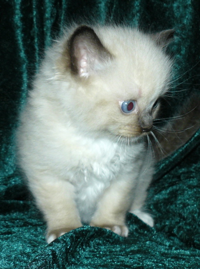 Mufasa