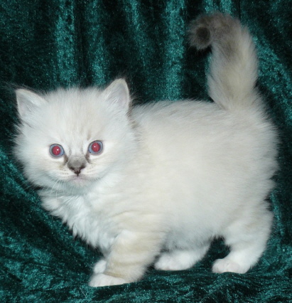Elsa