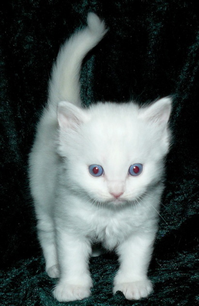 Kimba