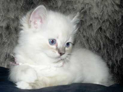 Nala