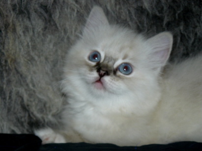 Elsa