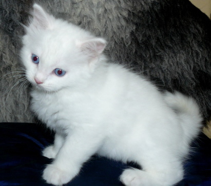 Kimba