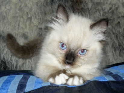 Mufasa