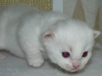 White Kimba, 2 Wochen alt