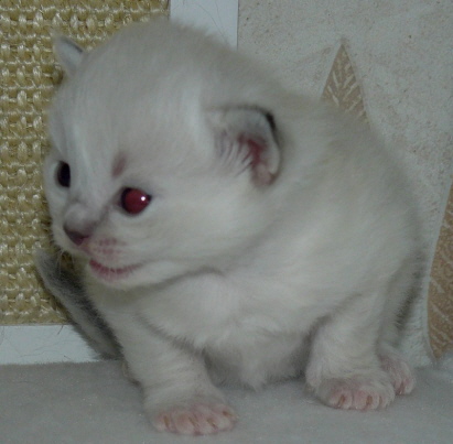 Blue Nala, 2 Wochen alt